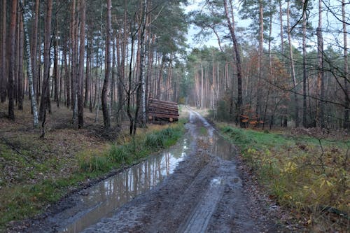 lerig skogsstig med tallar och stockar